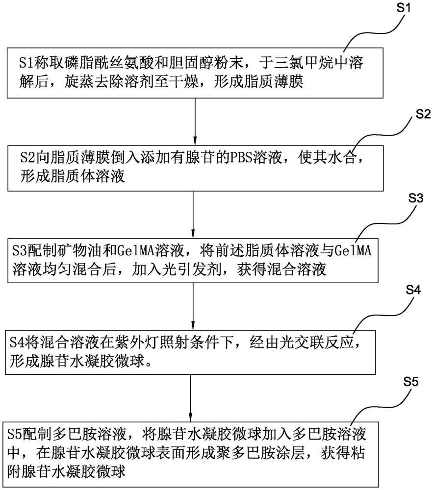 用于穴位刺激的粘附水凝胶载药微球、制备方法和应用与流程