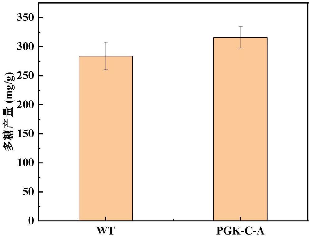 一种用于提高发菜多糖产量的PGK-C-A蛋白、方法和应用