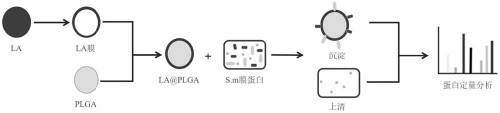 仿生纳米颗粒对变异链球菌膜表面黏附因子的捕获方法