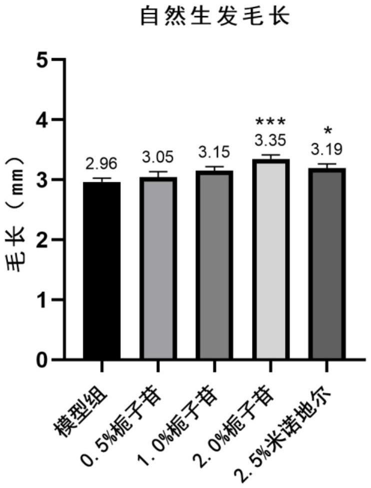 栀子苷在制备防脱发、生发药物的用途的制作方法
