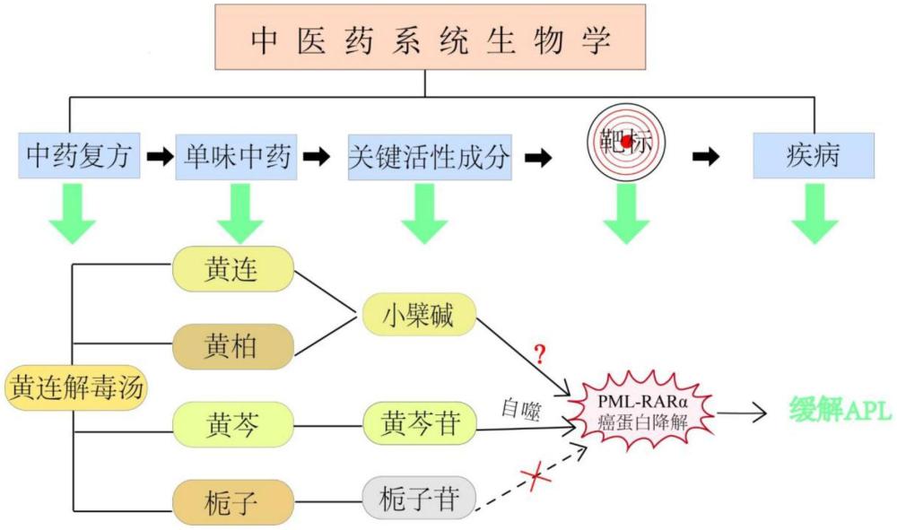 黄芩苷在制备治疗急性早幼粒细胞白血病的药物中的应用的制作方法