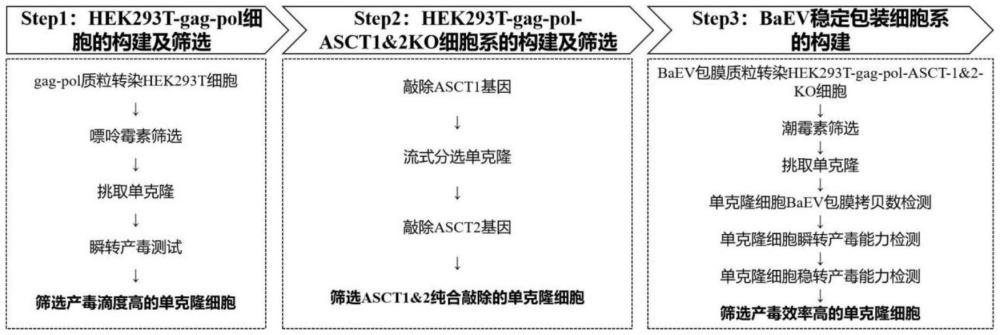 BaEV逆转录病毒载体包装细胞株及其制备方法和应用与流程