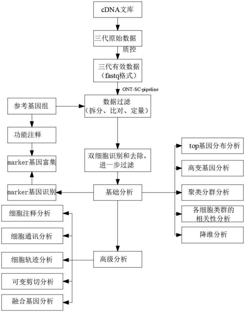 一种基于ONT测序的单细胞转录组的测序分析方法与流程
